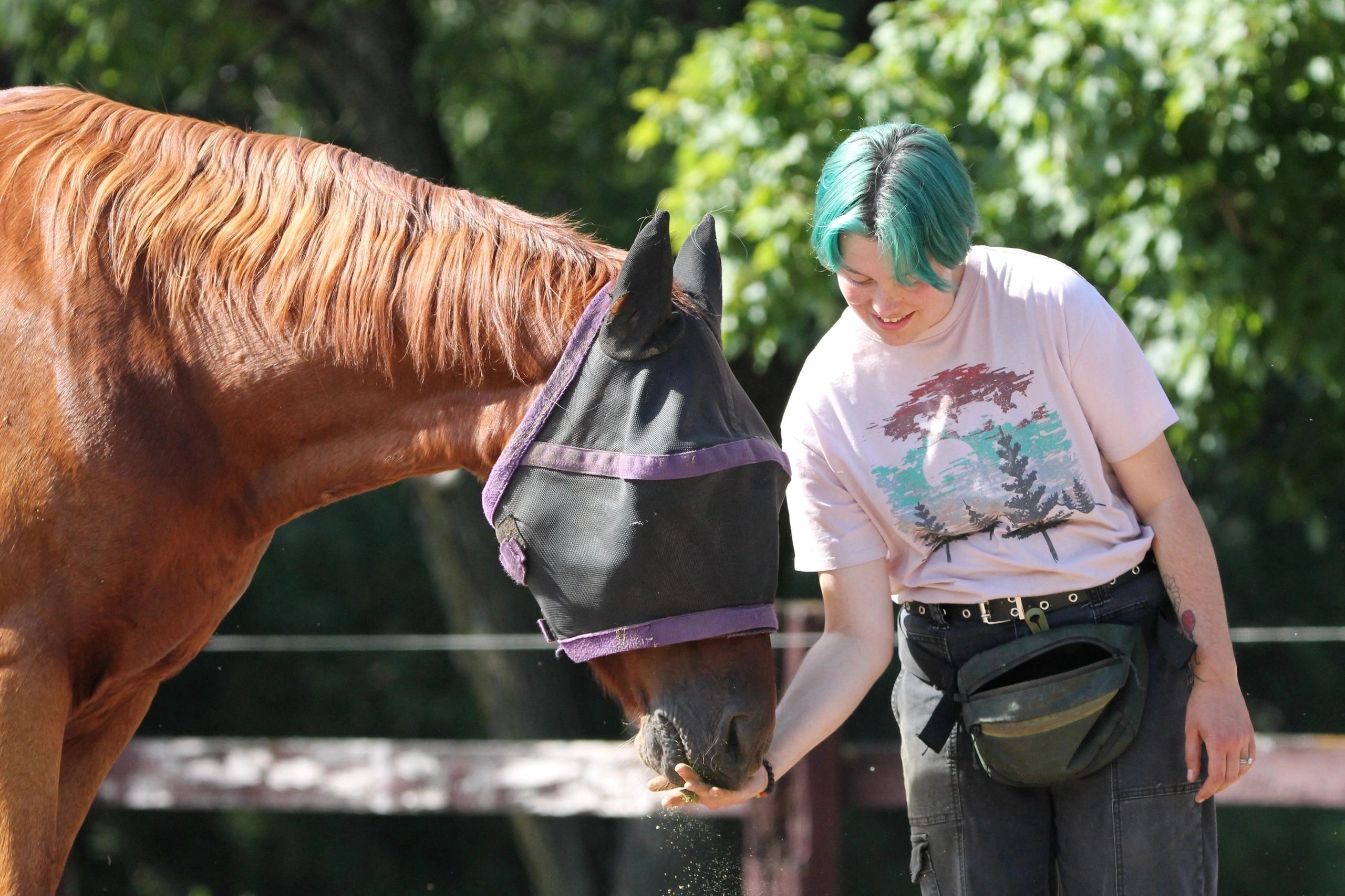 Fellow Animal Empowerment - Virtual Training Coach, Horsemanship ...
